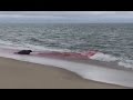 Great White Shark Seal Attack in Cape Cod Caught On Camera