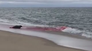 Great White Shark Seal Attack in Cape Cod Caught On Camera