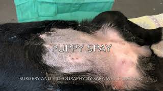 Five Minute Puppy Spay