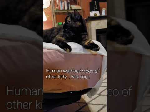 Tortitude: Don't watch other kitty videos, Human