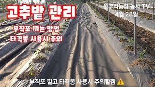 고추 부직포 깔기 규격 주의 할 점 타격봉 사용시 주의할점 풀뿌리농장 [고추재배방법]