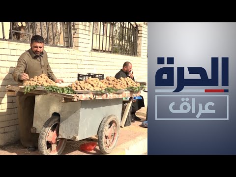 شاهد بالفيديو.. بين الأنبار والسماوة.. الصحراء تشهد وفرة للكمأ في ظل المطر