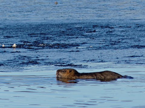 Un RAGONDIN aux étangs de Bas-en-Basset / 1