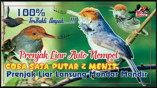 Download lagu SUARA PIKAT PRENJAK KEPALA MERAH LIAR AMPUH NYAMBE... mp3