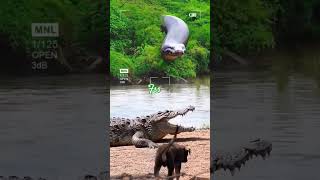 Download lagu Ular titanoboa mengejar buaya....Anjing sampai ketakutan menyalak #animals #crocodile #trending mp3