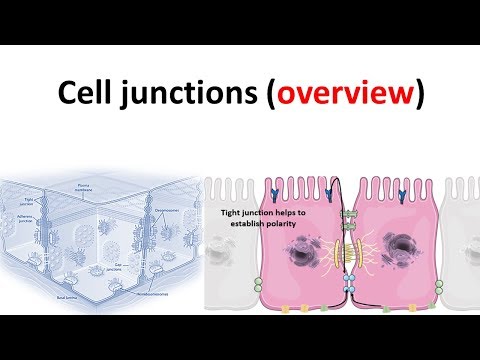 cell junction overview