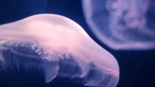 Blugazer - Ethereal Concepts (Original Mix) [Silk Music]