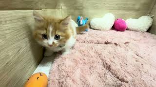 マンチカンの動画01