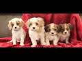 Cavachon dogs for sale: Ace  - Video 1