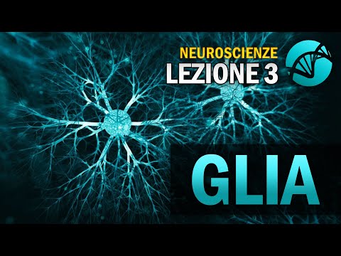 Glial Cells | NEUROSCIENCE - Lesson 3