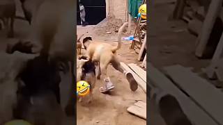 Download lagu Dog wear my shoes 👟🤣// funny video 😂#dogs #dogshorts #dogfunny #shoes #funny #shorts mp3