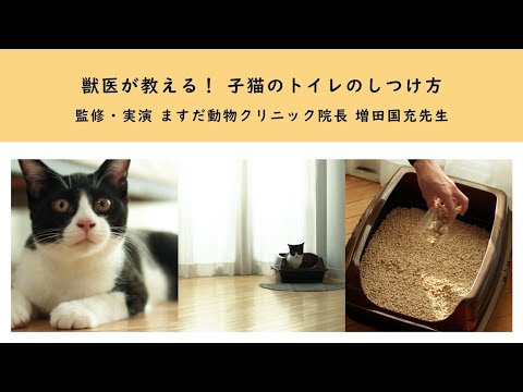 猫にトイレを教える