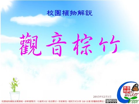 觀音棕竹