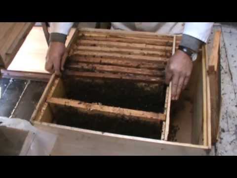 2/2 Iernarea albinelor in stupi - Sfaturi utile incepatori - Apicultura la distanta cu Proful Online