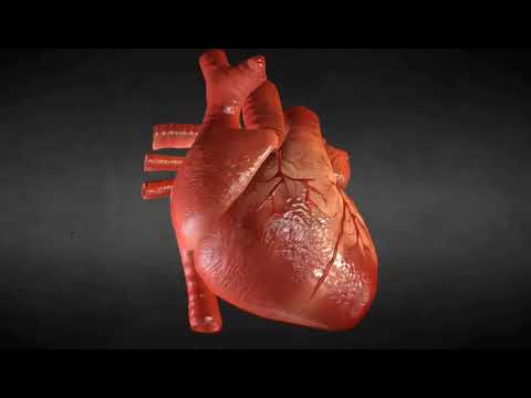 Warum spüren wir Abends den Herzschlag so stark? 🫀