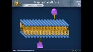 Membrana cellulare - Struttura