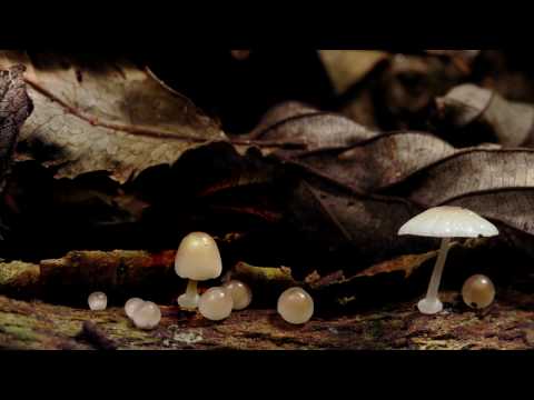 Mistabishi - Smashed