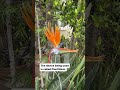Can a bird of paradise sing? Let's hear with a PlantWave plant music device #plantwave #plantmusic