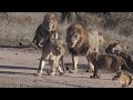 Ever Seen A Flirting Lioness Watch The Queen Of Them All