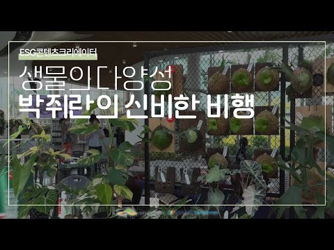 박쥐란의 신비한 비행 [ESG콘텐츠크리에이터 8월 콘텐츠] _세종시청자미디어센터]