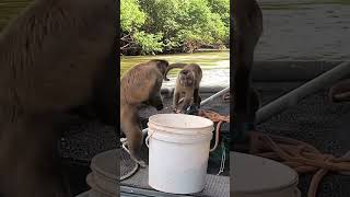 macaco pegando milho na canoa