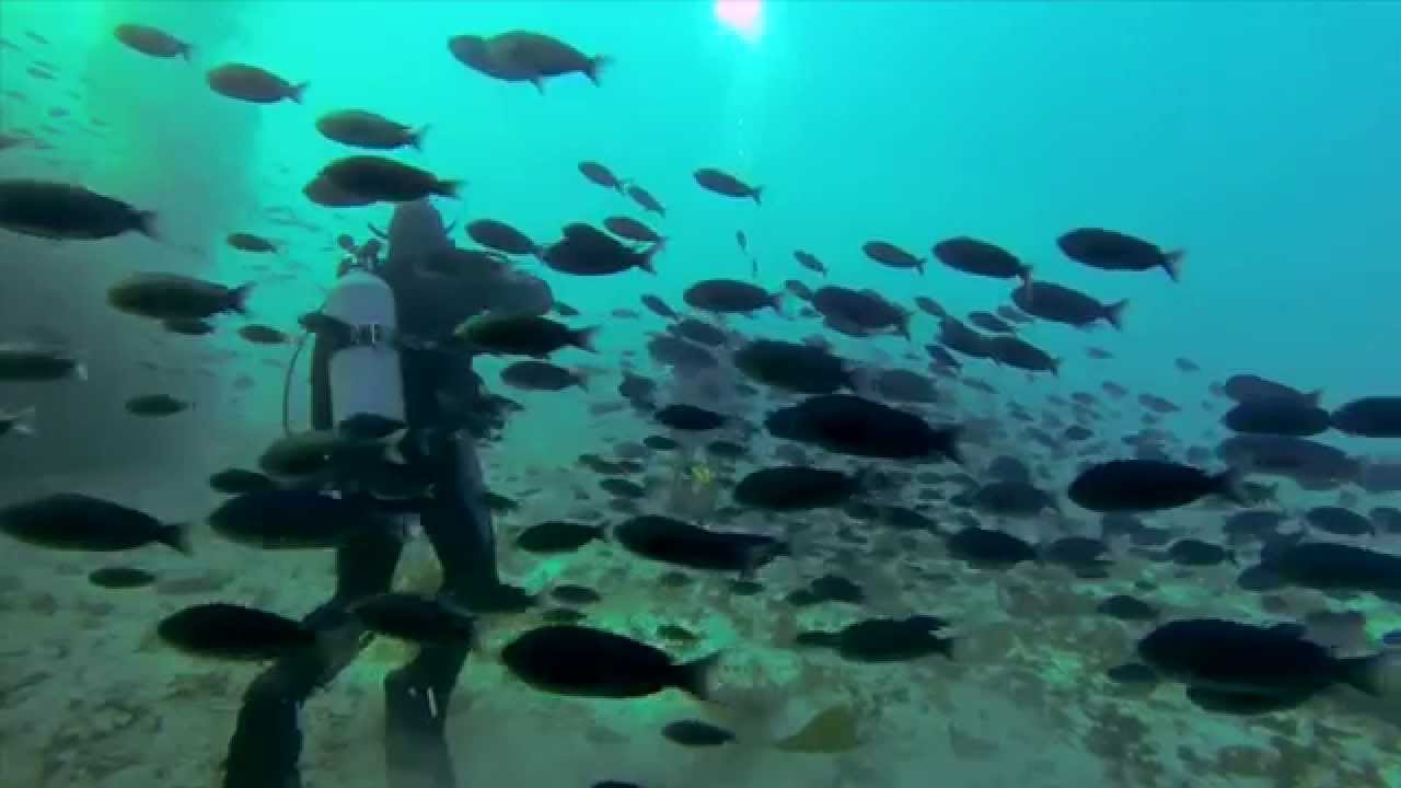 Dive Show Trailer