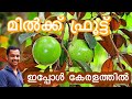 മിൽക്ക് ഫ്രൂട്ട് #Milkfruit # Star Apple #MILK FRUIT #milk fruit tree malayalam #jamaican 