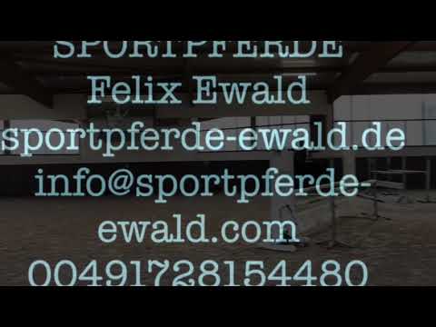 ***For Sale*** 5yo Holsteiner  Gelding Casalito (Casall) x Acord II