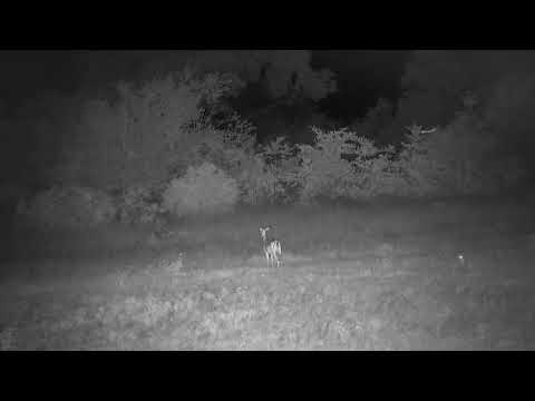 Djuma: Impala female and lamb - 01:56 - 01/15/2023