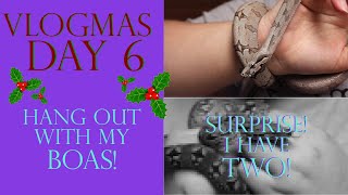 Vlogmas Day 6 | HANG OUT WITH MY BOAS! (Surprise! I have TWO!)