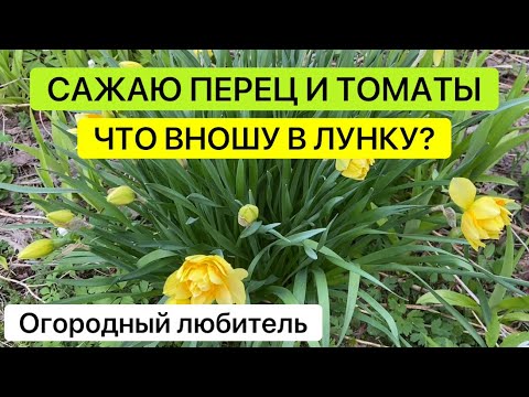 САЖАЮ ПЕРЦЫ, ТОМАТЫ / ЧТО ВНОШУ В ЛУНКУ?