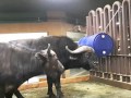 20160127 African Buffalo In SeoulZoo
