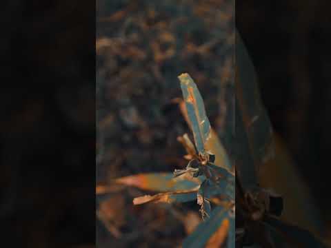 N.Volkova - Tervete National Park [Progressive House DJ Set]