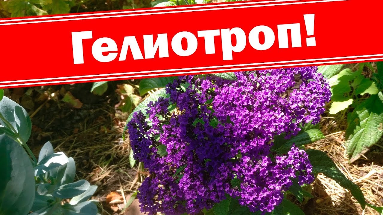 Гелиотроп, как цветёт, растет, развивается