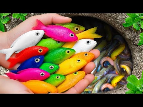 Catch beautiful aquarium fish in small pond baby turtles, pencil fish, nemo fish, eel, molly fish.