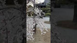 Download lagu indahnya bunga sakura#viral #viralvideo #viralshorts #sakura #japan mp3