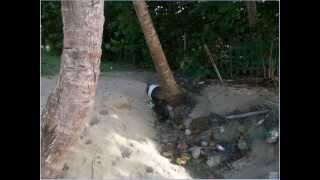 IB ESS-Eutrophication (First Exams 2026)