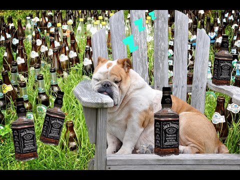 Beruhigt Eierlikör Hunde ? / Ist Alkohol für Hunde schädlich ? / Hundeernährung / Nature Trails