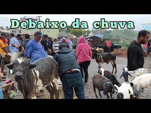 FEIRA DE ANIMAIS DE UMBUZEIRO PARAÍBA 09/03/2024