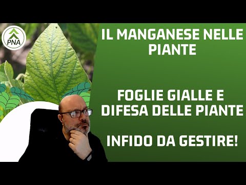 , title : 'Il Manganese nelle piante: foglie gialle e difesa, come evitare la carenza!'