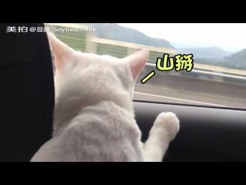 download lagu mp3 mp4 Soy Milk For Cats, download lagu Soy Milk For Cats gratis, unduh video klip Soy Milk For Cats