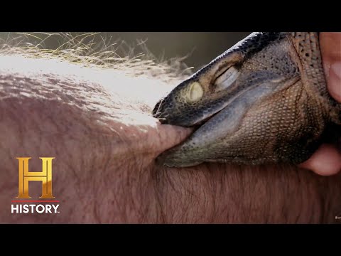 BIG & BLOODY TOXIC LIZARD BITE | Kings of Pain (Season 2) | History
