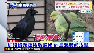 [問卦] 烏鴉真的已經失去東京的天空霸權了嗎？