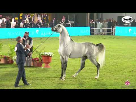 N 190 PILATUS PCF   PSAIAHF 2023   Stallions 4 6 Years Old Class 10