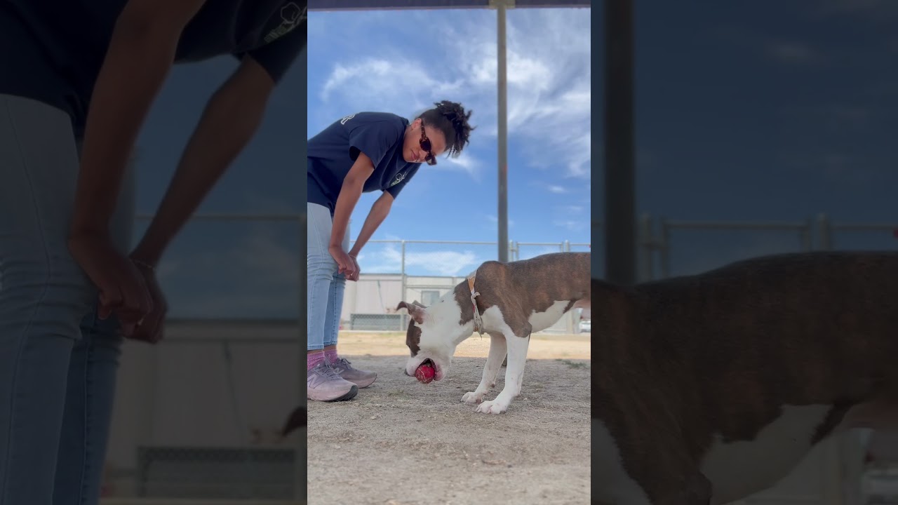 Enlarge Tristan -- URGENT, an adoptable mixed breed in Thousand Oaks, CA video 6/6