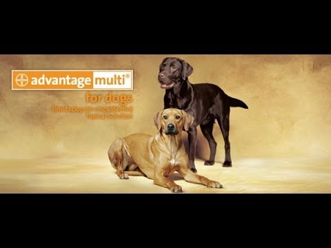 Advantage Multi for Dogs and Cats by Bayer (Heartworm Prevention)