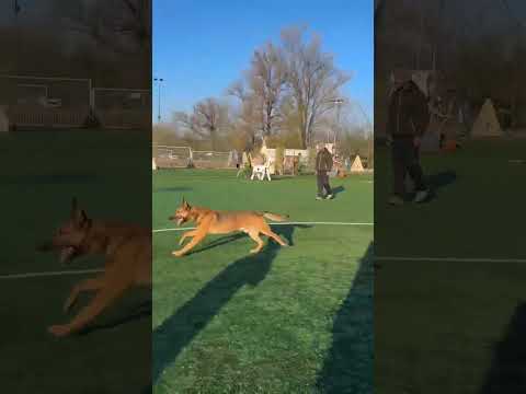 Mondioring Cat. l - 199 pct. (Dark Fall Y-Diego)