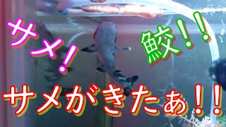 コーラルキャットシャーク降臨！！　本物のサメに餌あげ☆彡　ウツボ達もいるよぉ～♬