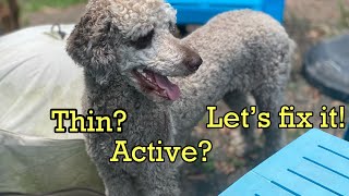Thin or active dog How to put healthy weight on a dog🐩