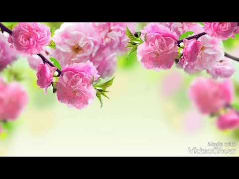 Devocional 27/02/18 Separando a parede